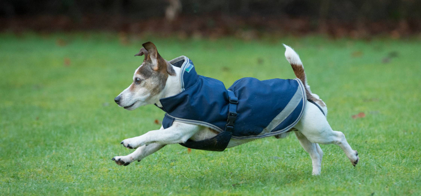 Freedom Dog Rug